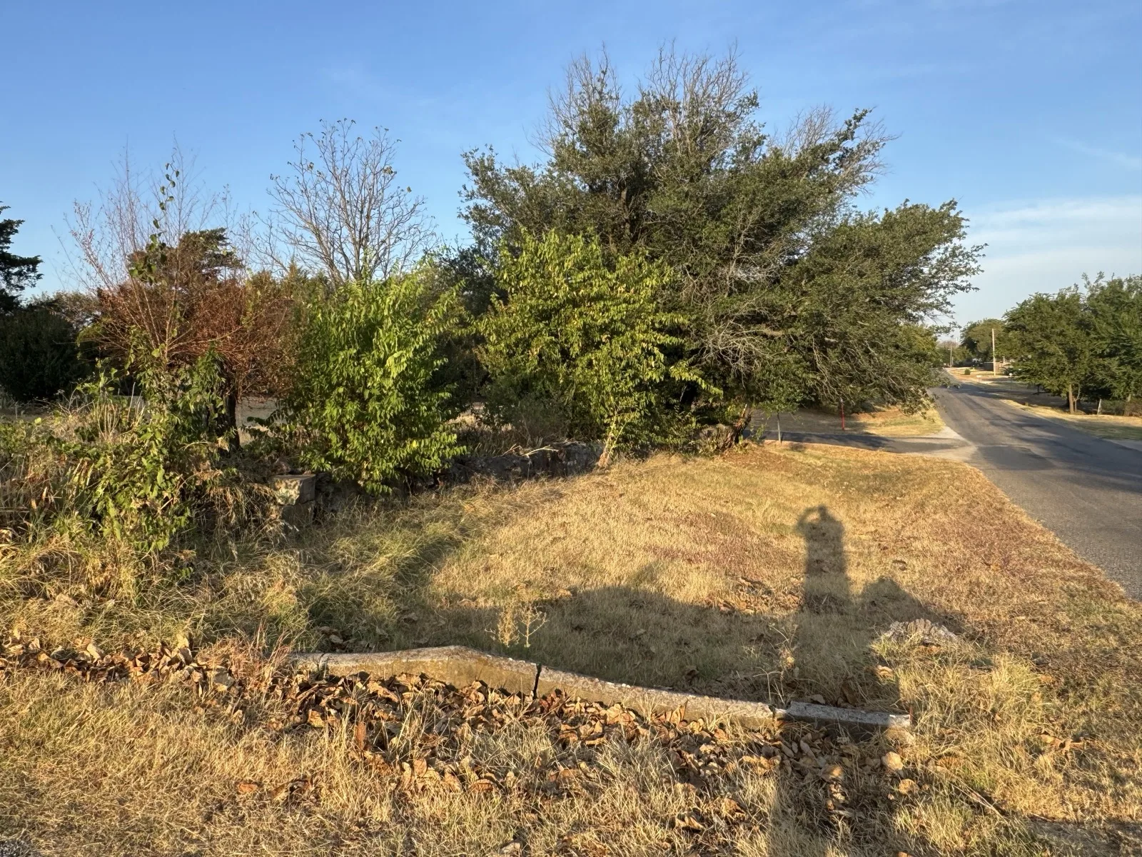 Thick brush and small trees crowding a roadside lot beside a paved street