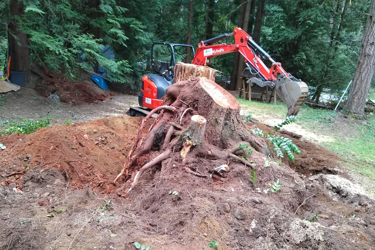 Mini excavator parked behind a tree stump and its root ball, dug out of a mound of dirt in a wooded yard